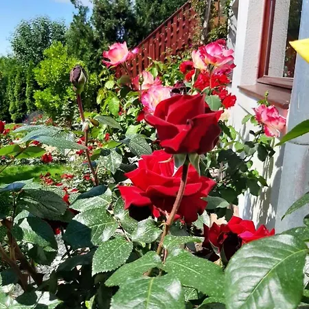 Rózsakert Szigliget