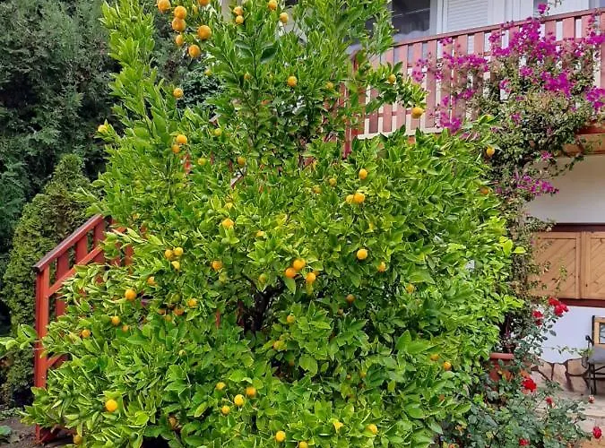 Rozsakert Vendeghaz * Szigliget