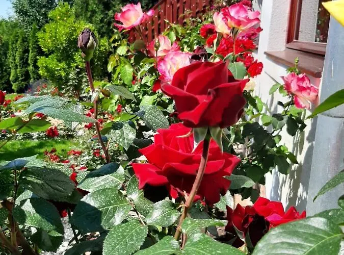 Rozsakert Vendeghaz Szigliget